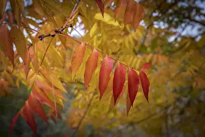 Autumn Leaf Colours - Western Australia
