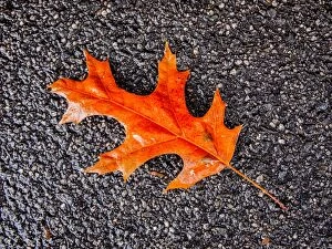 Images Dated 7th May 2014: Autumn leaf on sidewalk