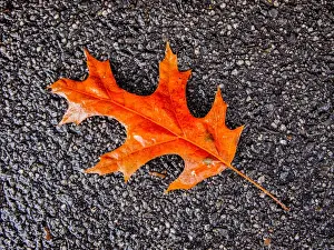 Autumn leaf on sidewalk