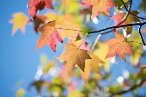 Change Prints: Autumn Leaves
