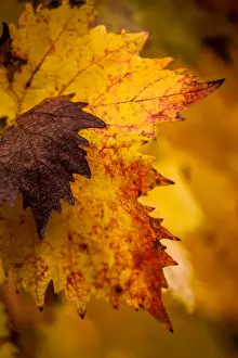 Ann Clarke Prints: Autumn Leaves