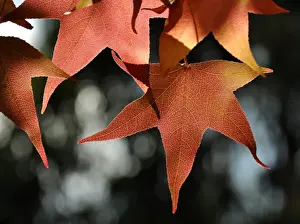 Autumn Leaves