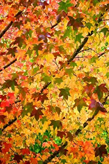 Twig Prints: Autumn Leaves