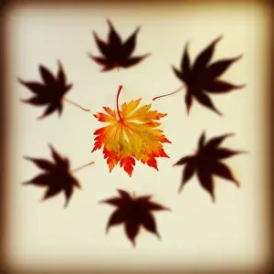 Jodie Griggs Prints: Autumn leaves