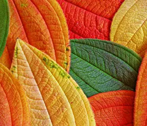 Medium Group Of Objects Prints: Autumn leaves