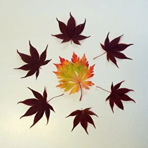 Images Dated 7th May 2014: Autumn leaves arranged into symmetrical pattern
