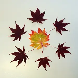 Medium Group Of Objects Prints: Autumn leaves arranged into symmetrical pattern