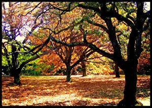 Autumn Leaves and Bare Trees