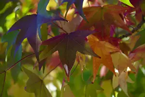 Autumn leaves in Mylor, Adelaide Hills