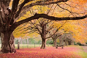 <b class=qtipBold><figcaption>Autumn in Mount Wolson</figcaption></b><br>Autumn in village of Mount Wilson, Blue Mountains NSW Australia. Autumn in Mount Wolson