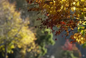Autumn rainbow