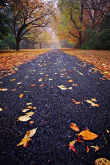 Autumn road