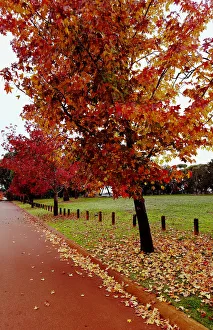 Country Prints: Autumn scene in a Perth suburb with the street lined by maple trees