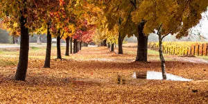 Autumn vineyard