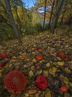 Images Dated 25th April 2014: Autumn toadstools Twizel