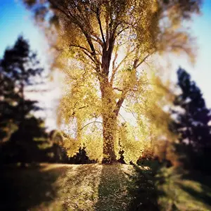 Jodie Griggs Prints: Autumn tree