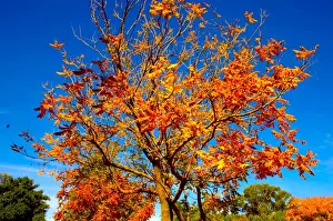 Season Prints: An Autumn Tree with Yellow, Orange and Red Leaves Against the Clear Blue Sky in Australia