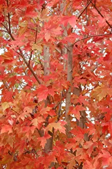 Change Prints: Autumn trees