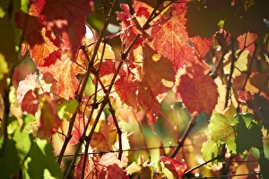 <b class=qtipBold><figcaption>Autumn vineyard</figcaption></b><br><em>© Frances Andrijich</em> Autumn vineyard