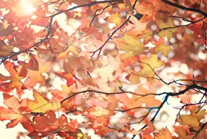 Autumn warmth