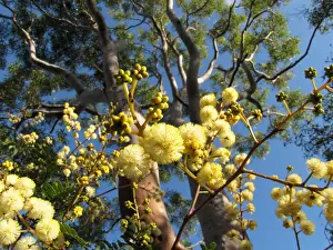 Autumn wattle