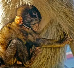 Baby barbary macaque holding to its mother