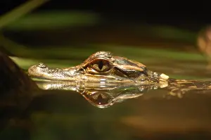 Crocodile Prints: Baby crocodile