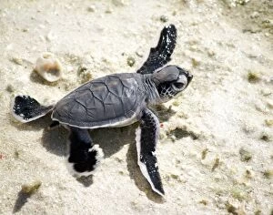 Turtles Collection: Baby Green Sea Turtle on a beach
