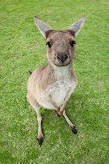 Creature Prints: A baby kangaroo looking at the camera