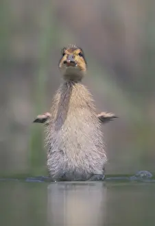 Pacific Prints: Baby Pacific Black Duck (Anas superciliosa) stretching its wings