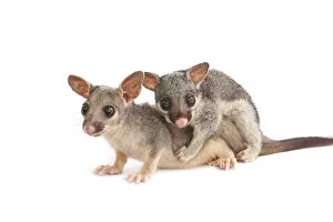 Possum Collection: Baby possums hugging