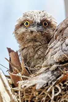 Robbie Goodall Photography Prints: Baby Tawny Frogmouth in a nest on a tree branch looking down at the camera (Podargus Strigoides)