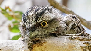 Images Dated 5th November 2023: Baby Tawny Frogmouth perched on a tree branch looking down at the camera (Podargus Strigoides)