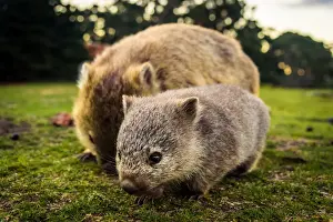 Baby wombat with the mother at Maria Island
