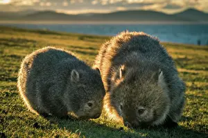 Baby wombat with the mother at Maria Island