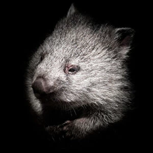 James Stone Nature Photography Collection: Baby wombat portrait