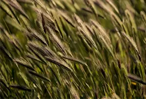 Backlighting on native grass blowing on the breeze, Flinders Ranges National Park, South Australia