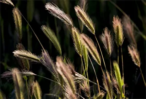 Backlighting on native grass blowing on the breeze, Flinders Ranges National Park, South Australia Backlighting on native grass blowing on the breeze, Flinders Ranges National Park, South Australia