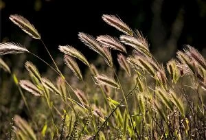 Images Dated 13th September 2015: Backlighting on native grass blowing on the breeze, Flinders Ranges National Park, South Australia