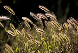 Grass Family Prints: Backlighting on native grass blowing on the breeze