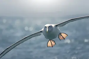 Wings Prints: Backlit Northern Royal Albatross (Diomedea sanfordi) flying with outstretched feet