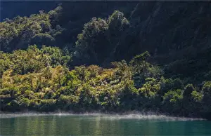 Fiordland National Park And Milford Sound, South Island Prints: Backlit rainforest