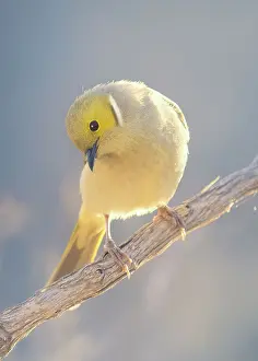 Kristian Bell Photography Prints: A backlit, wild white-plumed honeyeater bird (Lichenostomus penicillatus) perched on a branch in warm evening sunlight