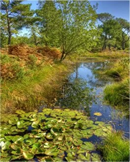 Images Dated 5th September 2012: Backwater in the Arne Forest of Dorest, England