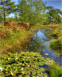 Backwater in the Arne Forest of Dorest, England