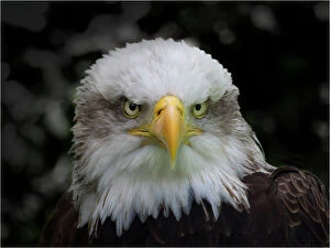 Images Dated 1st July 2013: Bald Eagle portrait