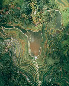 Merr Watson Aerial Landscape Prints: Bali Rice Terraces