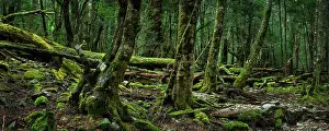 Awe Inspiring Australian Panorama Prints: The Ballroom