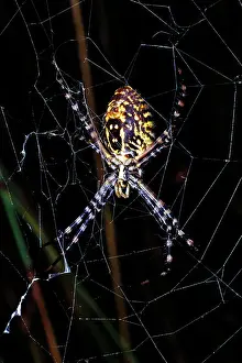 Robbie Goodall Photography Prints: Banded Orb-weaving Spider, Argiope trifasciata