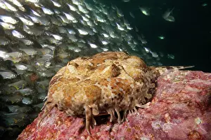 Prints of Shark, 89997921 Discover the beauty and vulnerability of Australia's sharks: Banded Wobbegong Shark